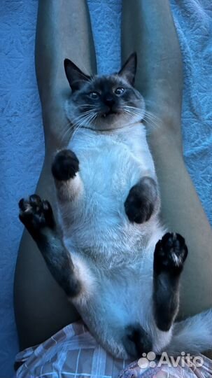 Сиамский котик