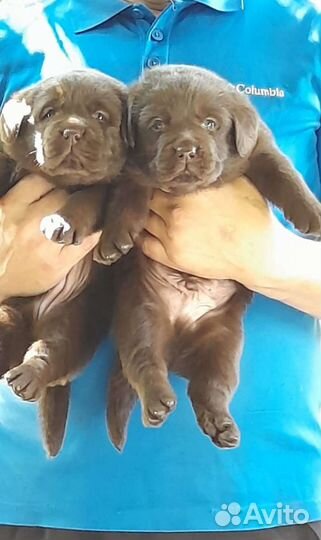 Лабродорчики от красивых родителей