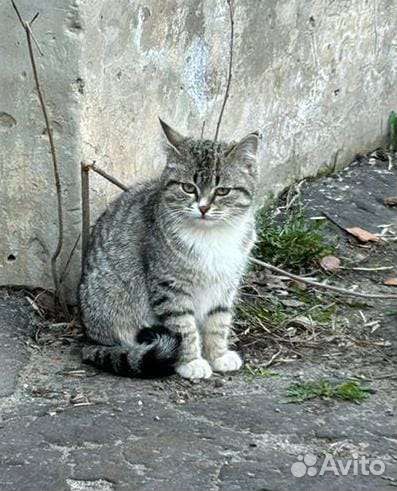 Котик в самые добрые ручки