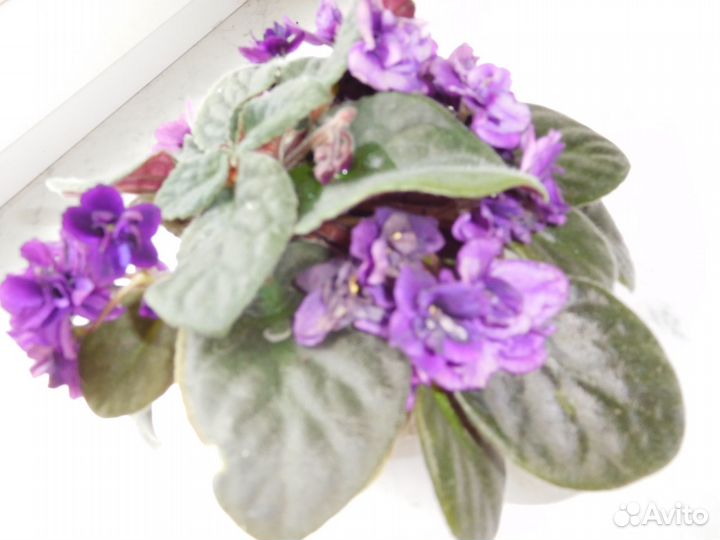 Комнатные цветы