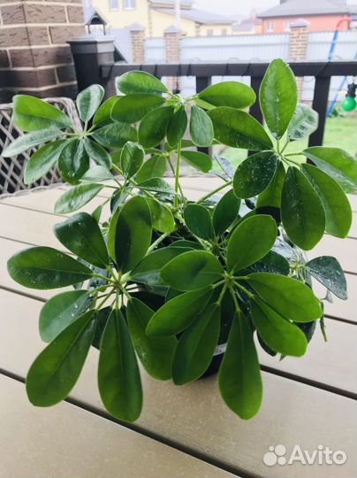 Комнатные цветы шефлера