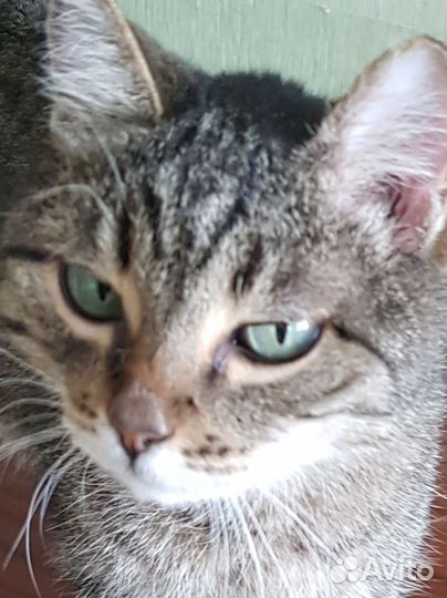 Европейская