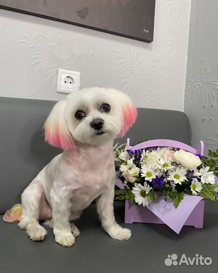 Стрижка собак и кошек в салоне