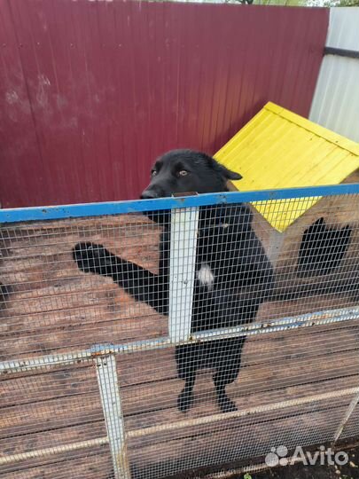 Отдам в добрые руки собаку