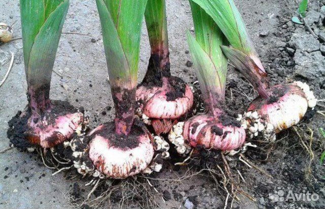 Гладиолусы луковицы