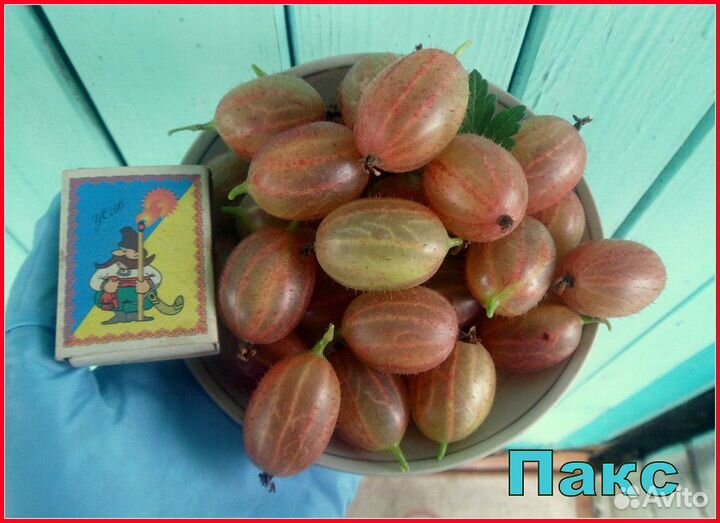 Крыжовник Пакс (саженцы) осень 2023 г