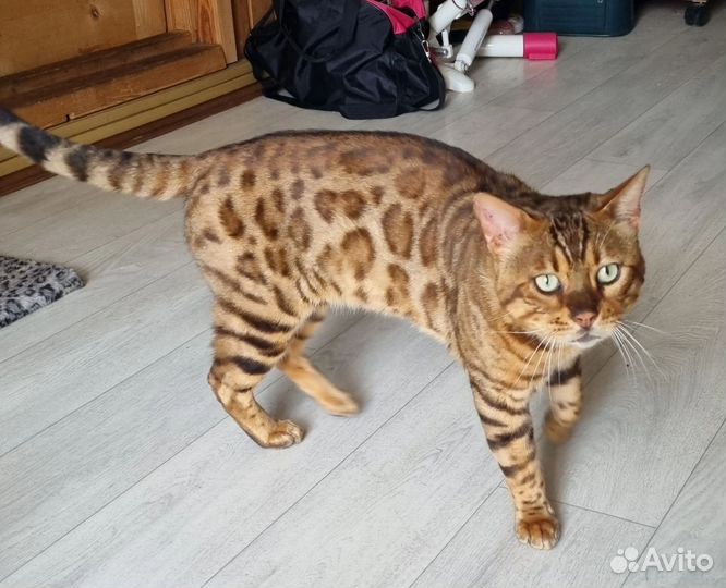 Котята бенгалы