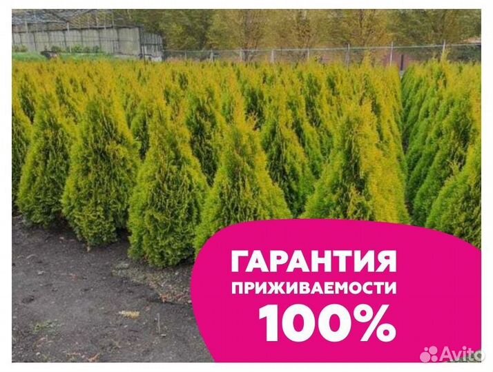 Туя 180 см