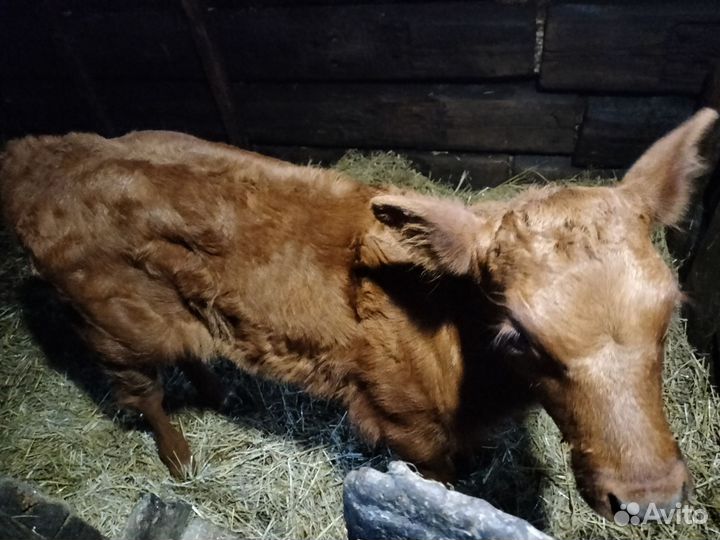 Тёлочка 1 мес