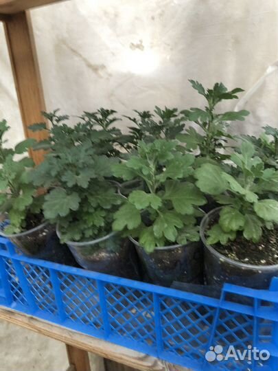 Рассада хризантема