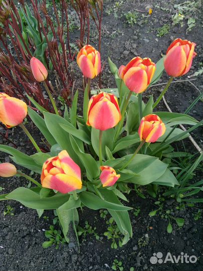 Луковицы тюльпанов