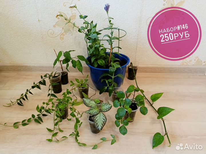 Комнатные растения (наборы)