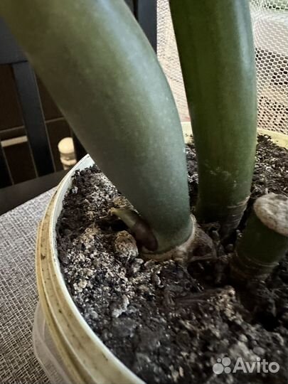 Замиокулькас