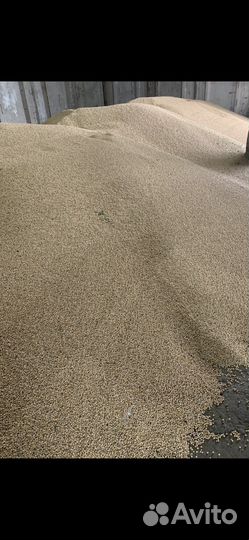 Семена гороха и овса