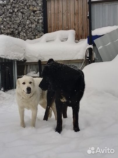 Щенки сао(алабай)