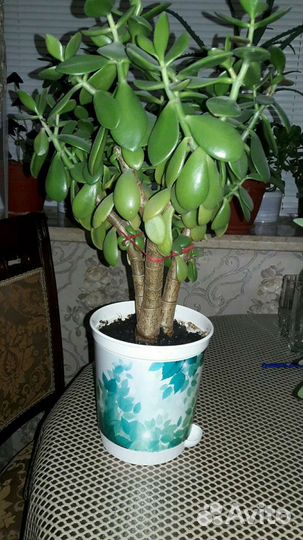 Комнатные цветы