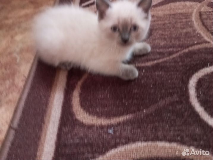 Котенок девочка в добрые руки