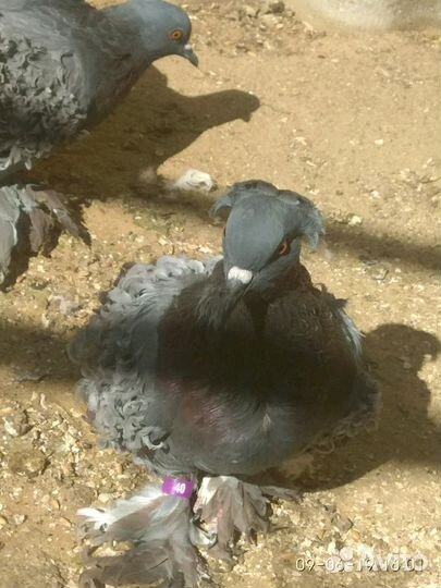 Голуби Кучерявые