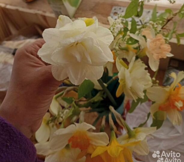 Луковицы нарциссов