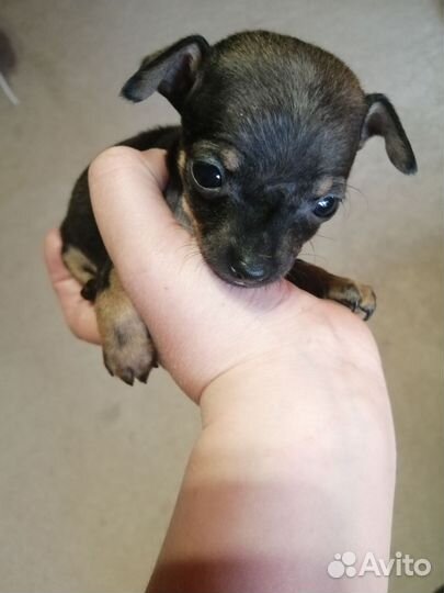 Русский той-терьер мини