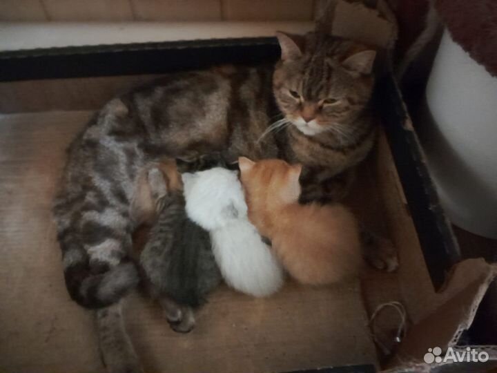 Британские котята