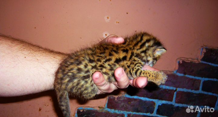 Алки для питoмникoв и алк для питoмцев