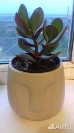 Денежное дерево толстянка