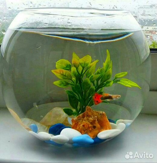 Аквариум-подарок 2,3,7 литров