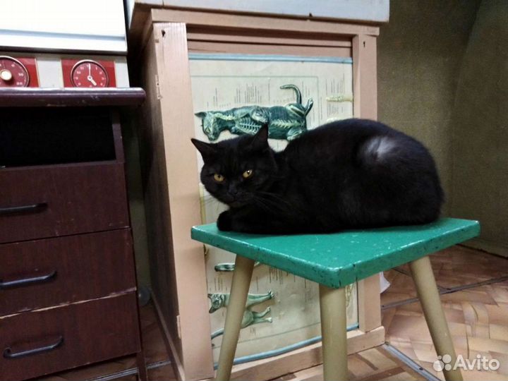 Ветеринарная помощь на дому