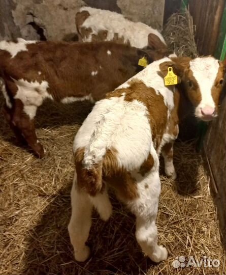 Бычки на откорм