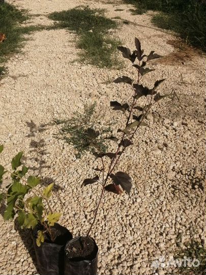 Пузыреплодник Диабло