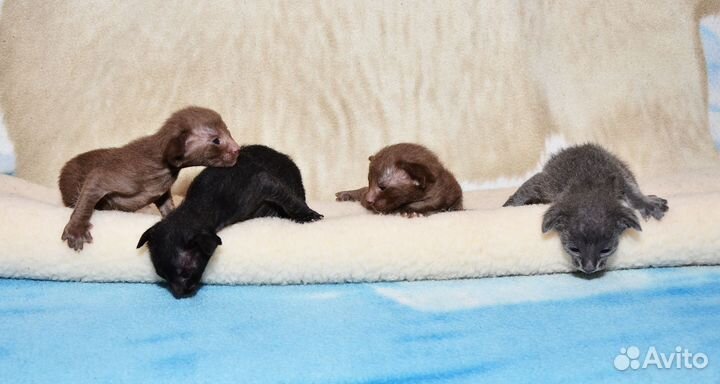 Ориентальные котята