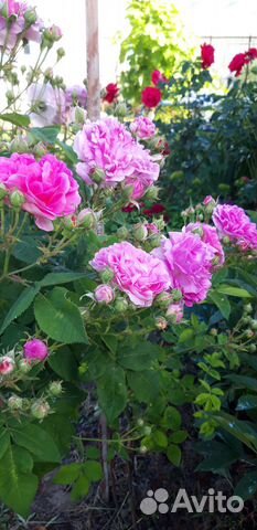 Розы саженцы