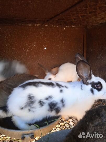 Продаются кролики