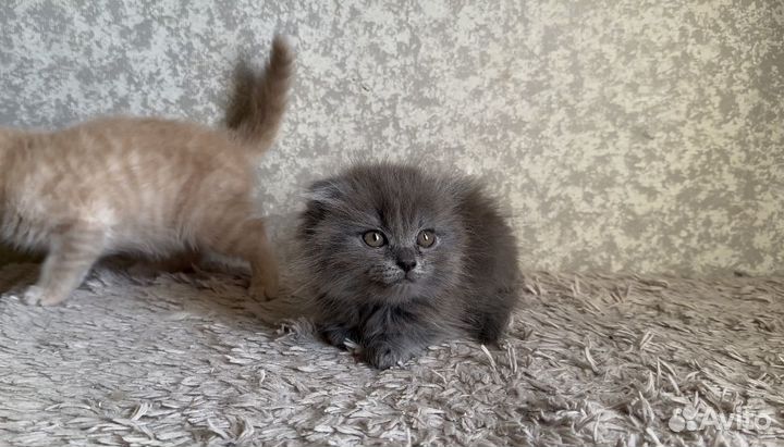 Шотландские котятки