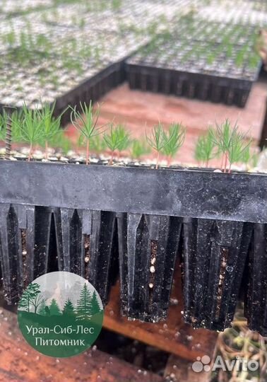 Сосна зкс окс сеянцы Ель Лиственница Голуб Горная