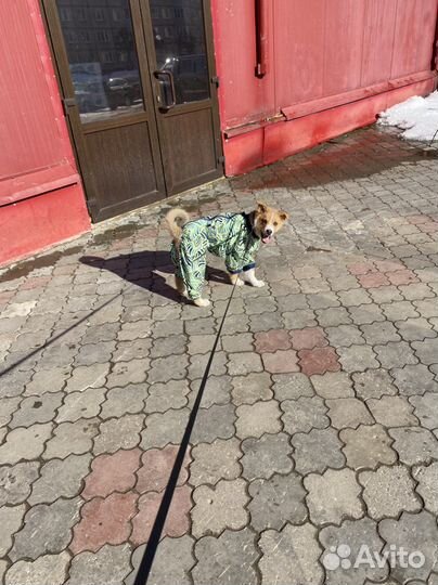 Одежда для собак