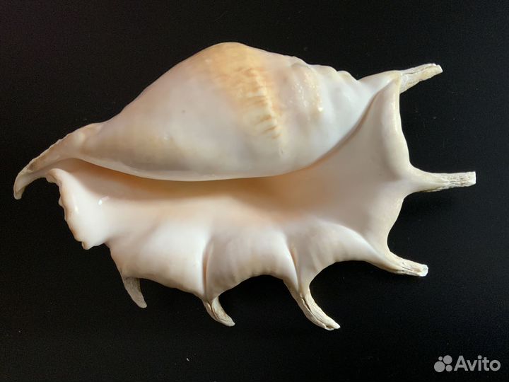 Морские ракушки крупные