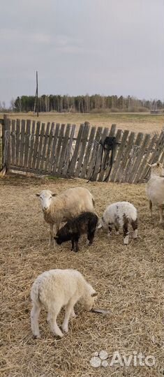 Продам овец