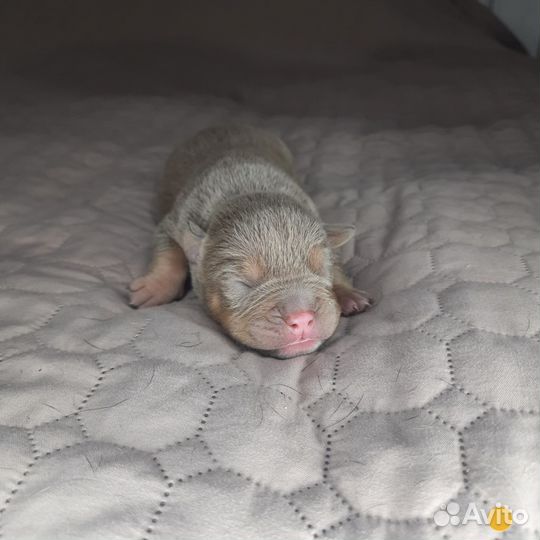 Щенки американского булли