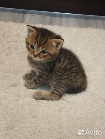 Шотландская вислоухая кошка