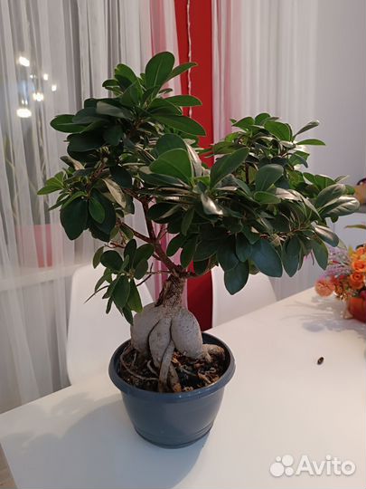 Фикусы Бенж-на Твай и Ирэн, Микрокарпа