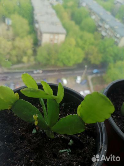 Рипсалидопсис