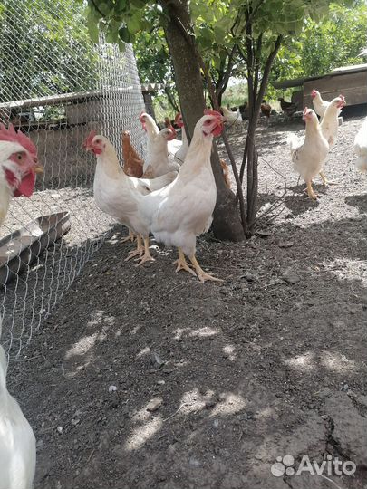 Петушки молодые