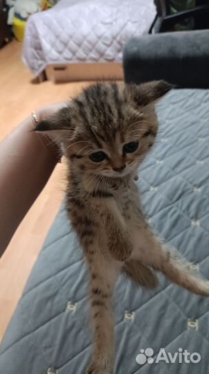 Помись британки и золотой шиншилла