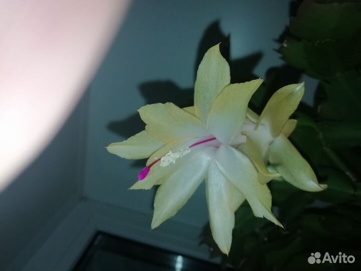 Декабрист шлюмбергера желтый