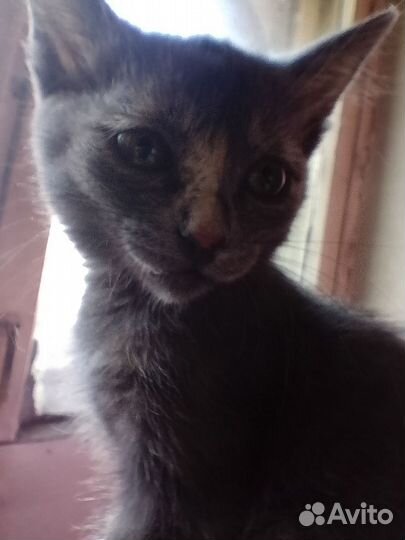 Кошка серая