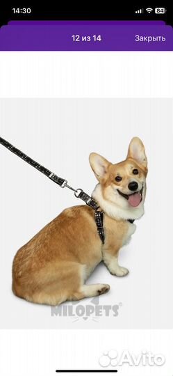 Шлейка с поводком