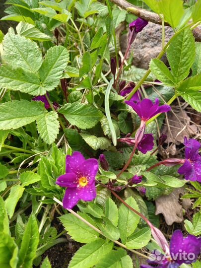 Расстения для сада