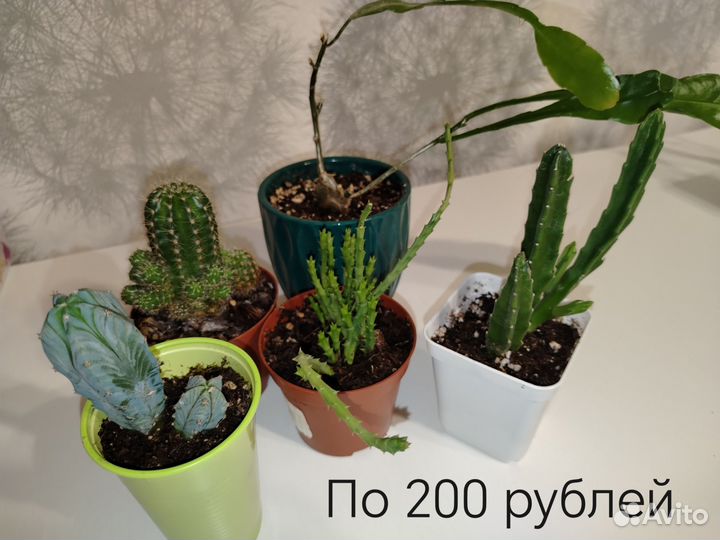 Кактус и суккуленты